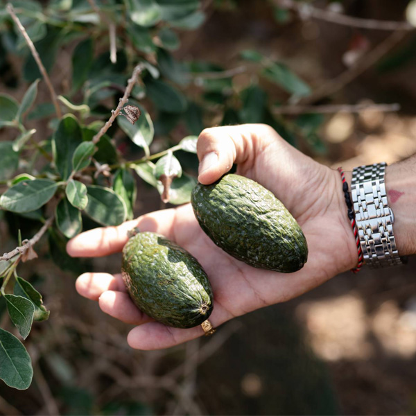 therasia-gin-feijoa